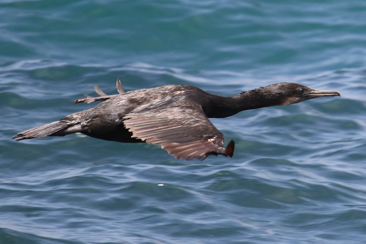 Brandt's Cormorant - ML638379959
