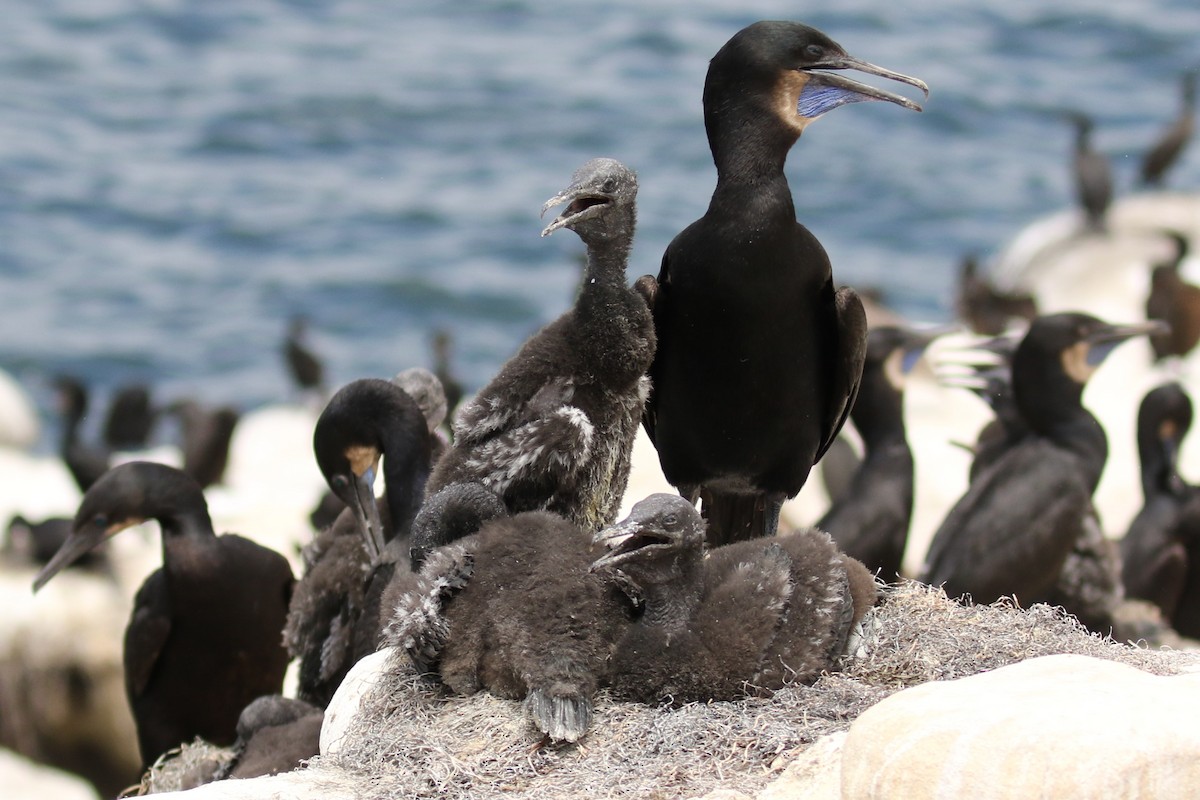 Brandt's Cormorant - ML638379965