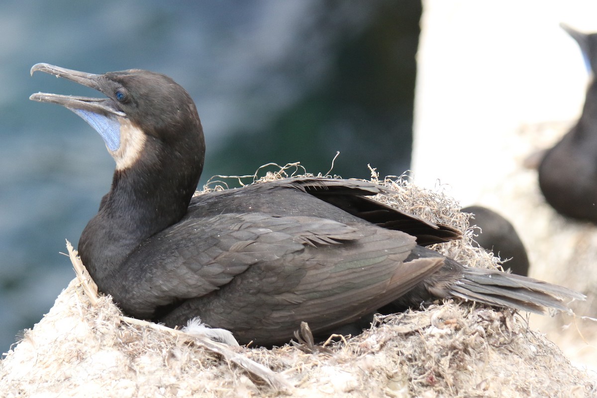 Brandt's Cormorant - ML638379968