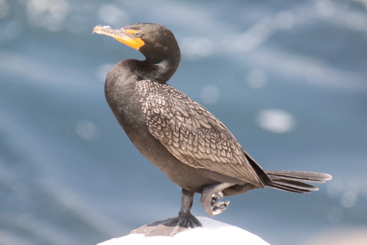 Double-crested Cormorant - ML638379969