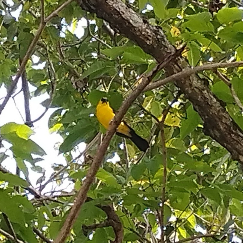 Oriole Blackbird - ML638379972
