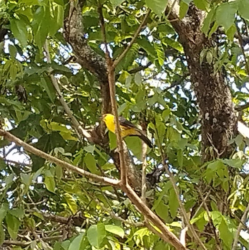 Oriole Blackbird - ML638379973