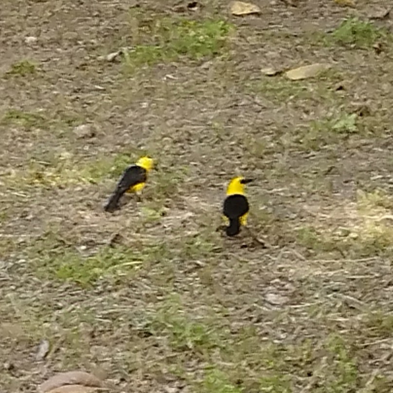 Oriole Blackbird - ML638379974