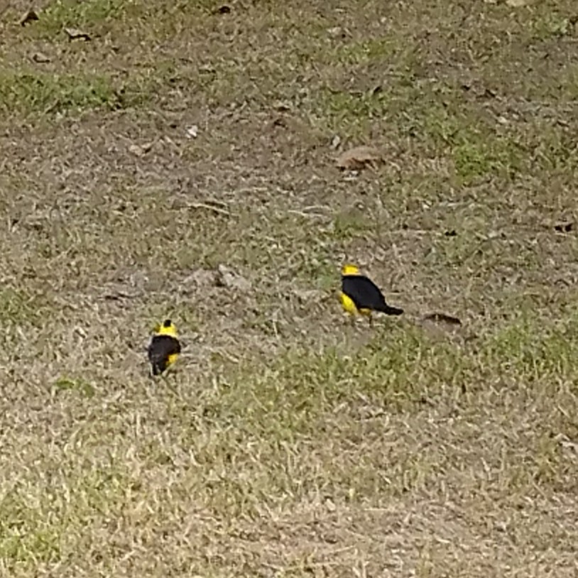 Oriole Blackbird - ML638379975