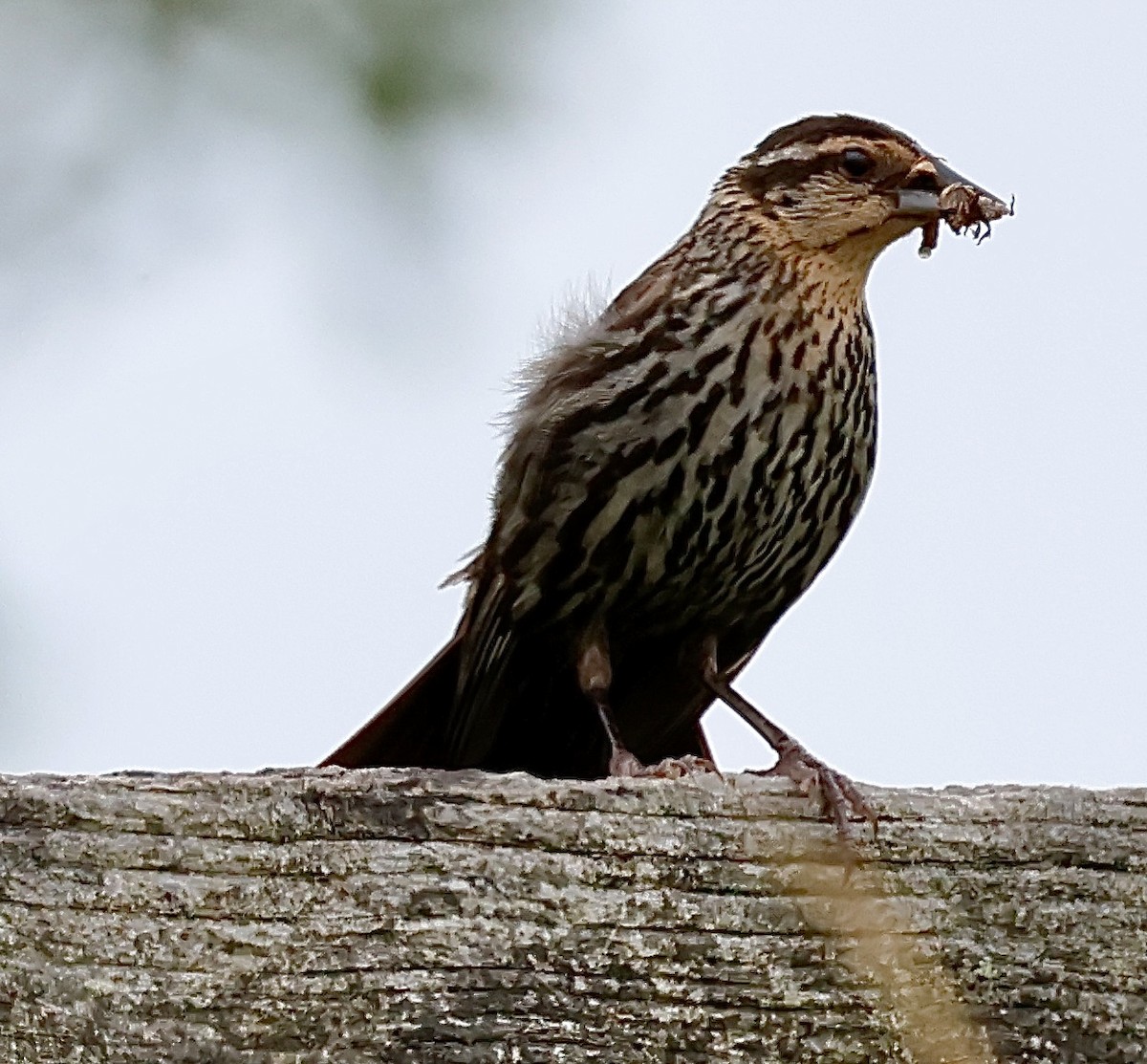 Red-winged Blackbird - ML638379976