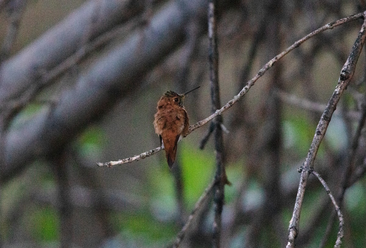 Rufous Hummingbird - ML638379978