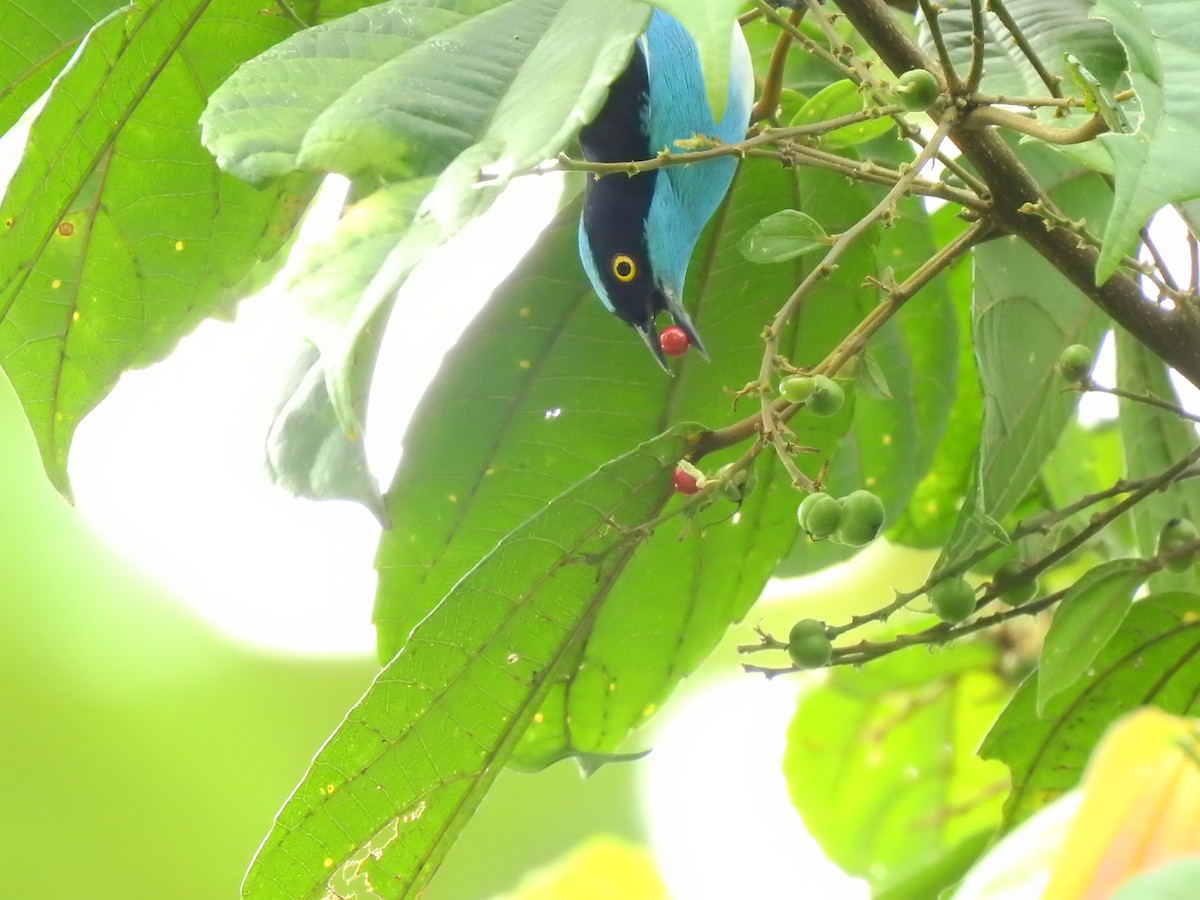 Black-faced Dacnis - ML638379997