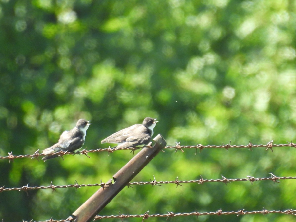 Tree Swallow - ML638379999