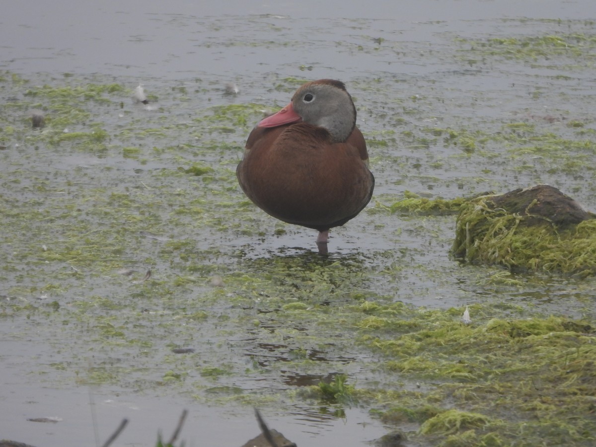 Black-bellied Whistling-Duck - ML638380001