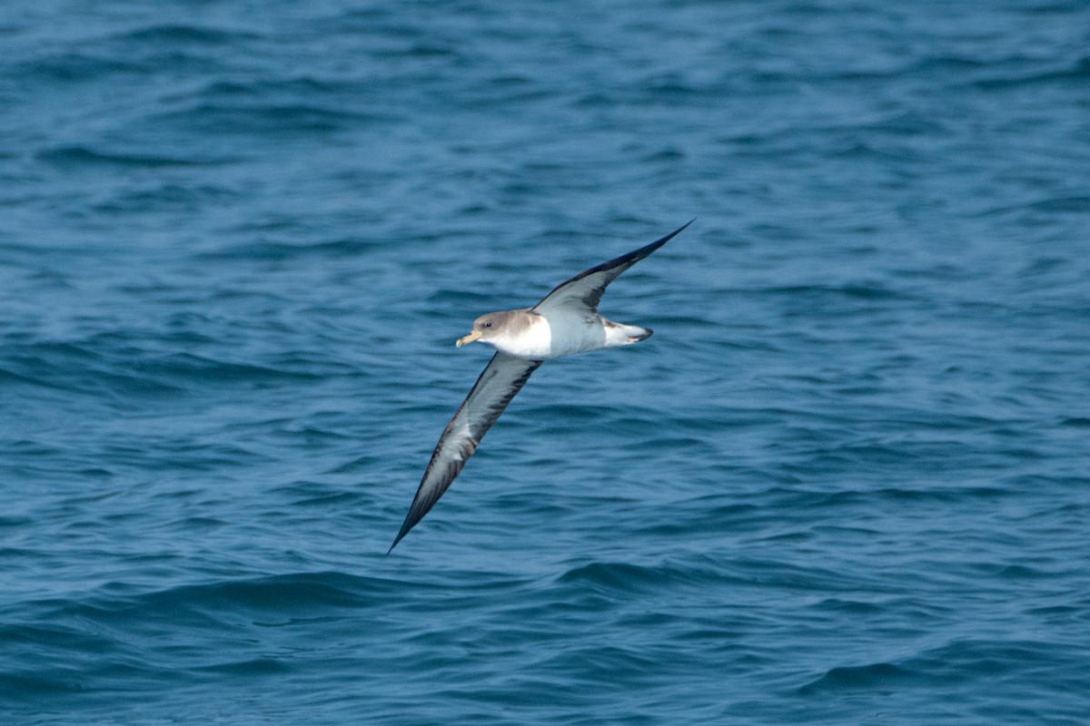 Cory's Shearwater - ML638380005