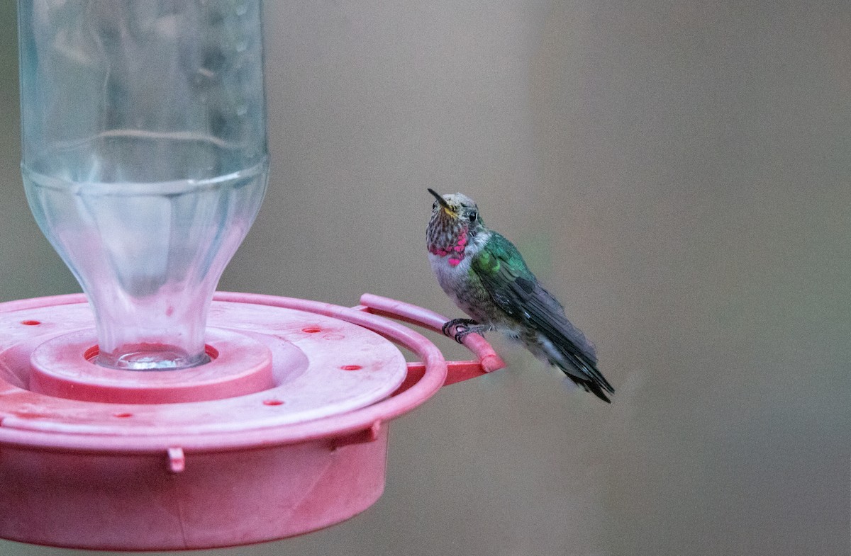 Broad-tailed Hummingbird - ML638380011