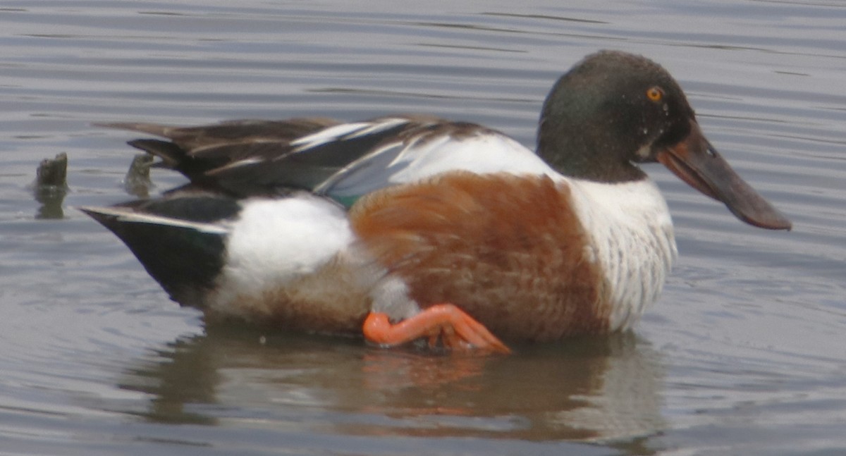 Northern Shoveler - ML638380015