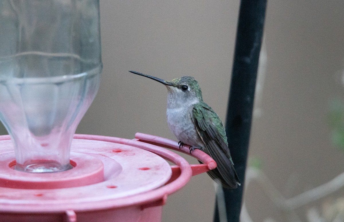 Broad-tailed Hummingbird - ML638380020