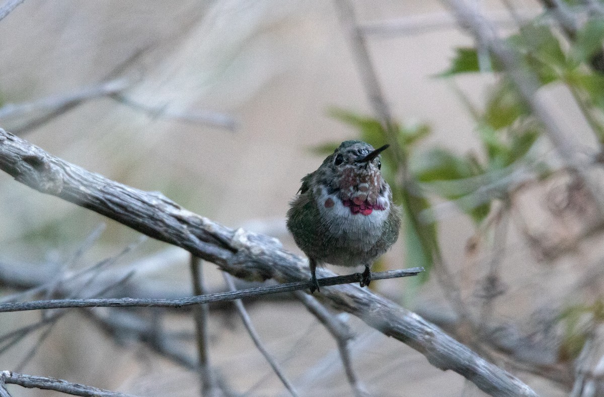 Broad-tailed Hummingbird - ML638380030