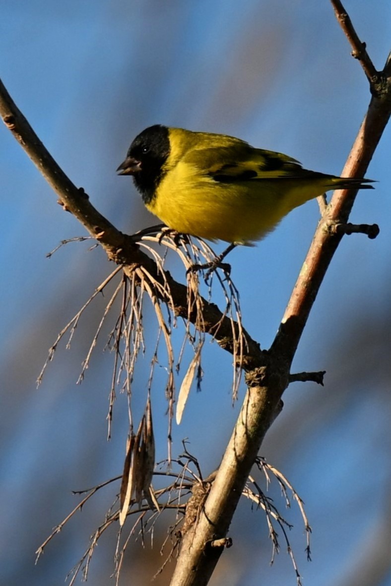Hooded Siskin - ML638380034