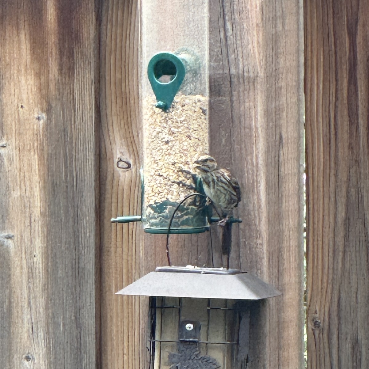 Song Sparrow - ML638380035