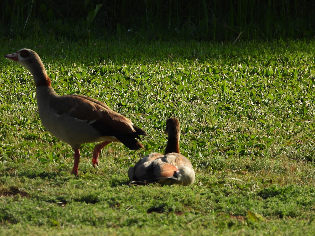 Egyptian Goose - ML638380055