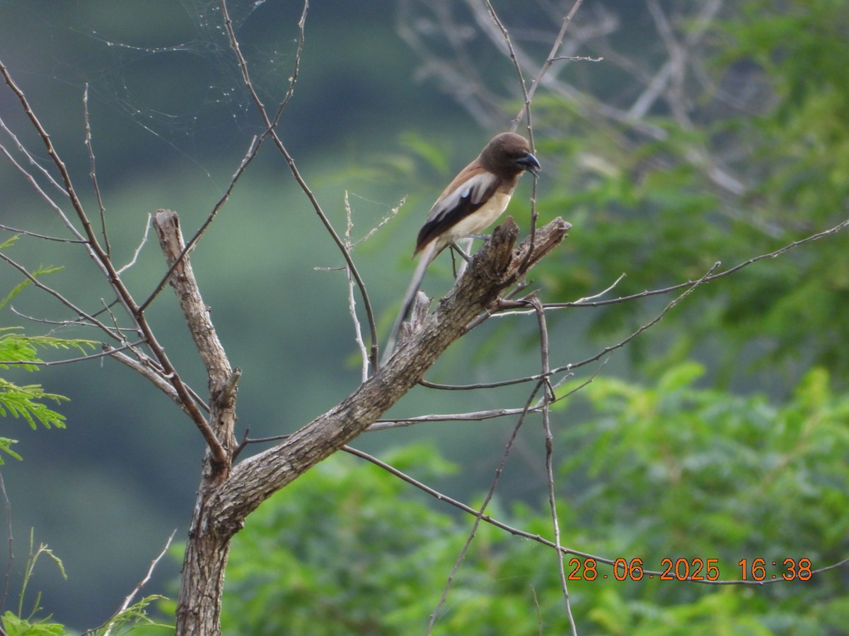 Rufous Treepie - ML638380058