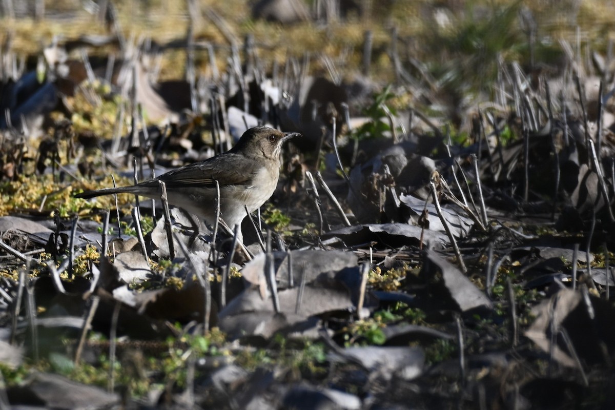 Creamy-bellied Thrush - ML638380059
