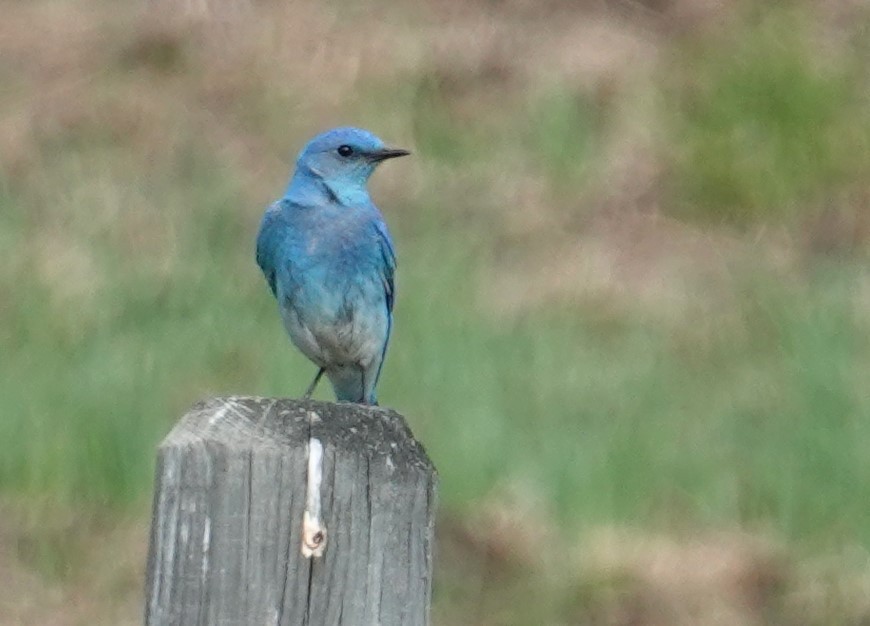 Mountain Bluebird - ML638380062
