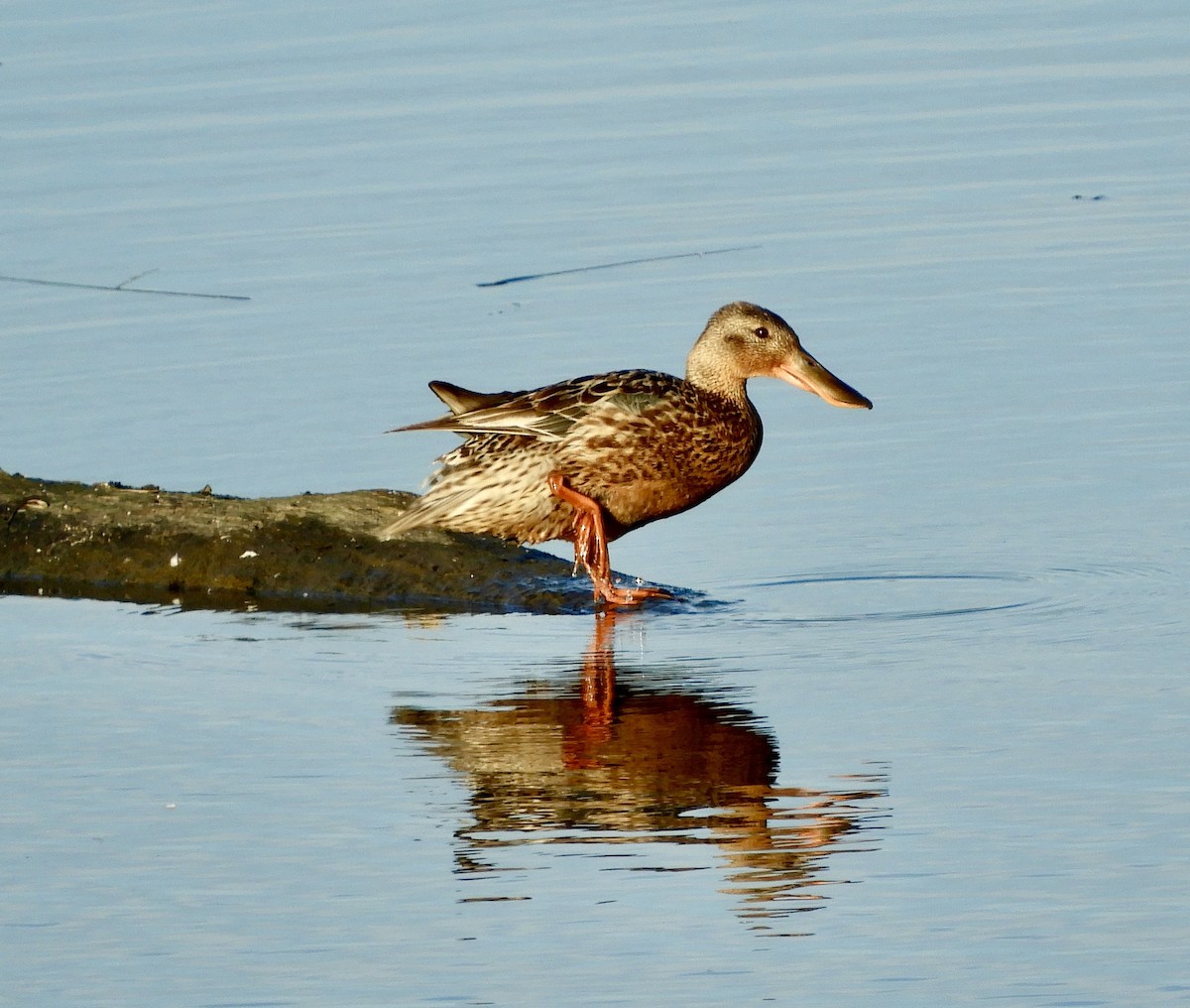 Northern Shoveler - ML638380066