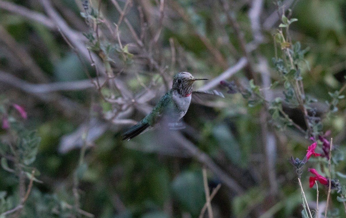 Broad-tailed Hummingbird - ML638380071
