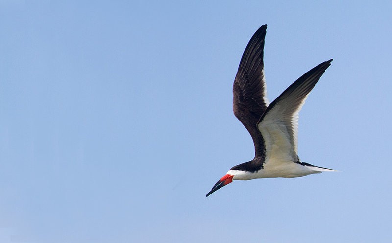 Black Skimmer - ML638380078