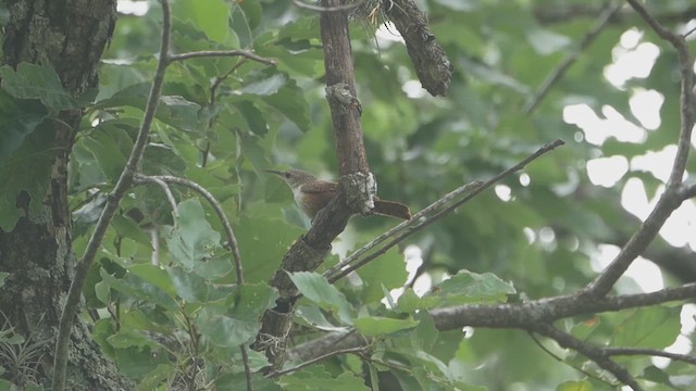 Canyon Wren - ML638380086