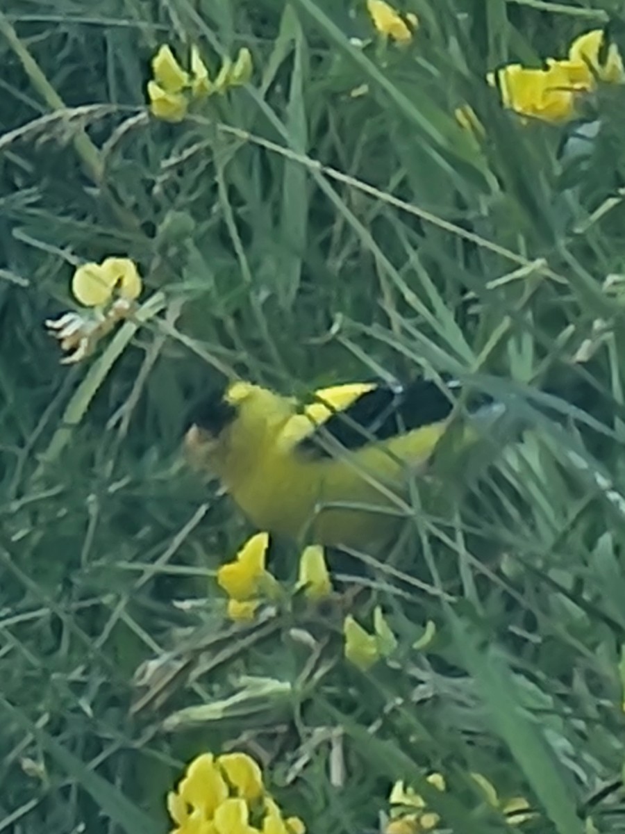 American Goldfinch - ML638380091