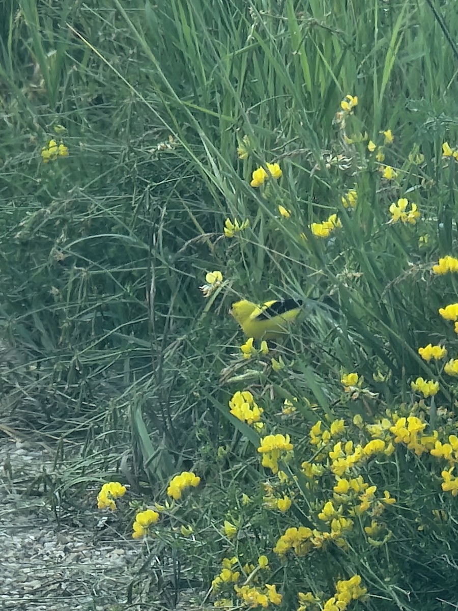 American Goldfinch - ML638380092