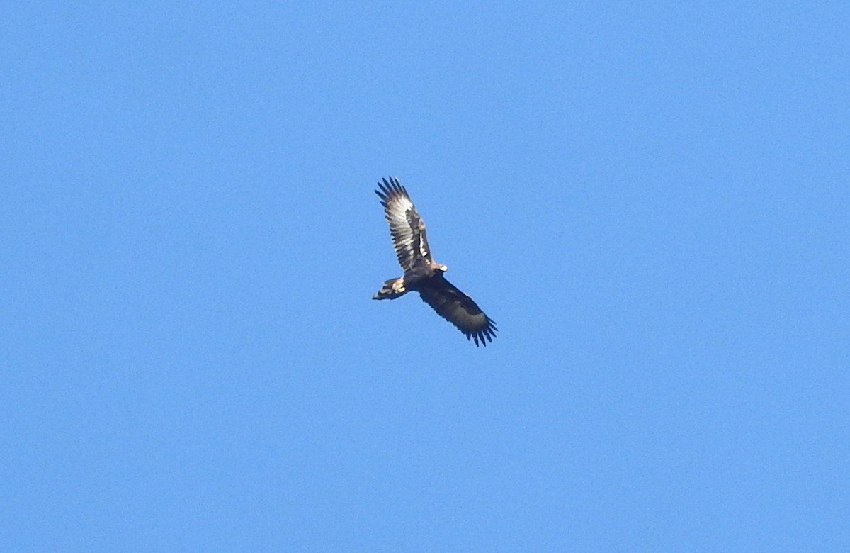 Wedge-tailed Eagle - ML638380108