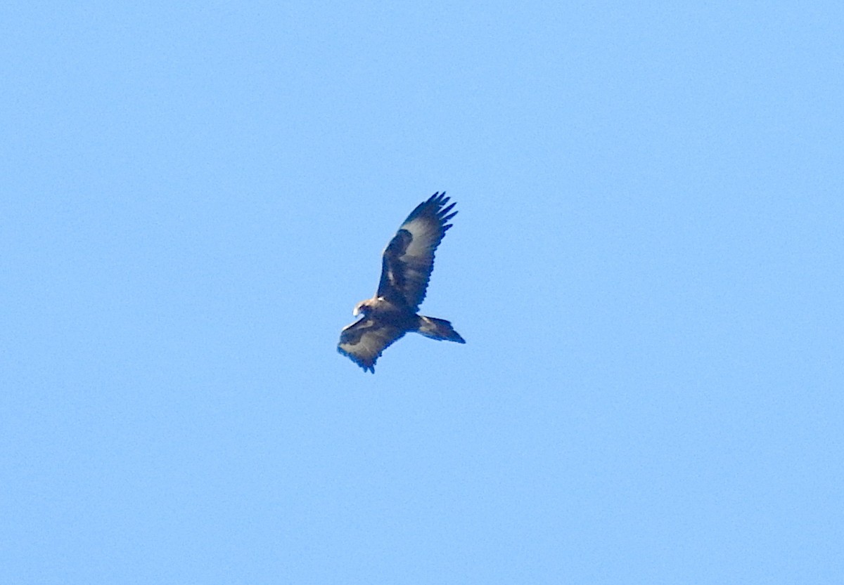 Wedge-tailed Eagle - ML638380109