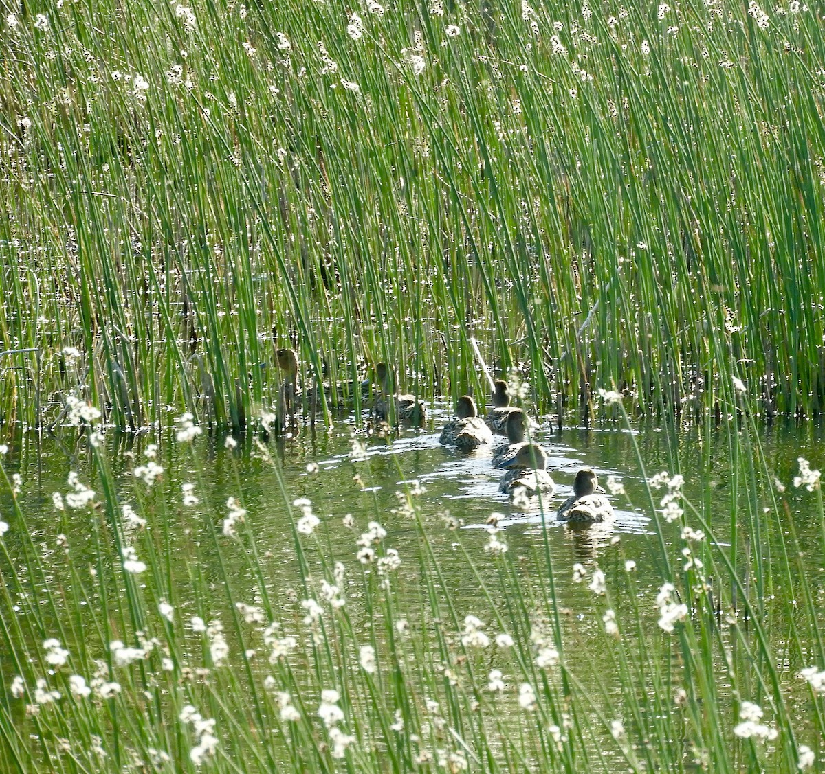 Gadwall - ML638380110