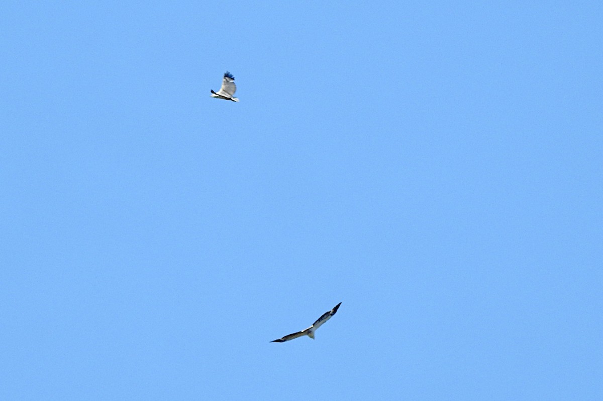 白腹海鵰 - ML638380113