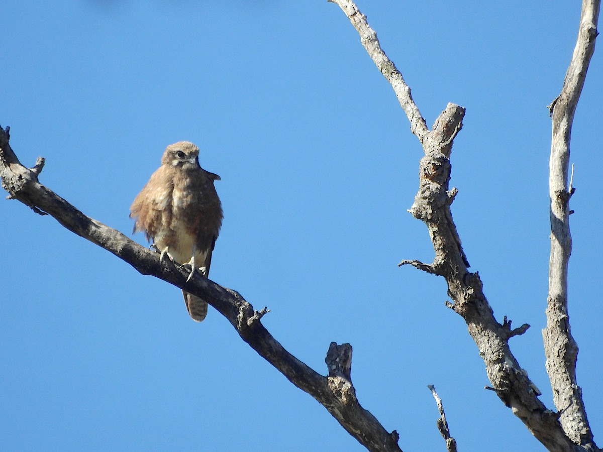 Brown Falcon - ML638380119