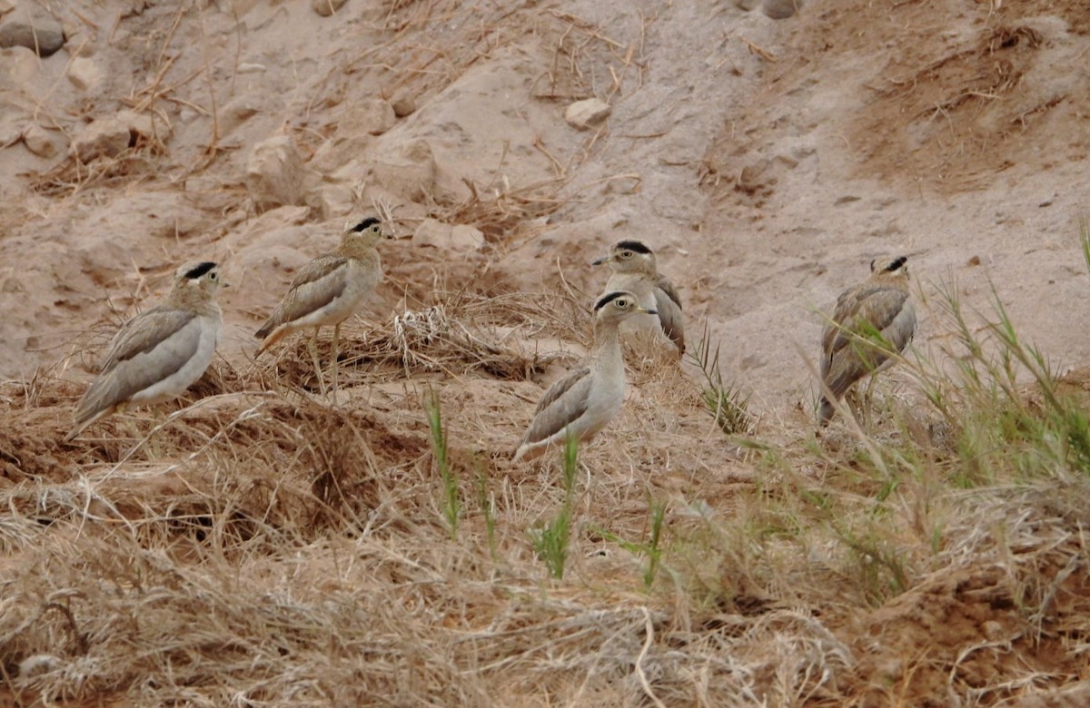Peruvian Thick-knee - ML638380120