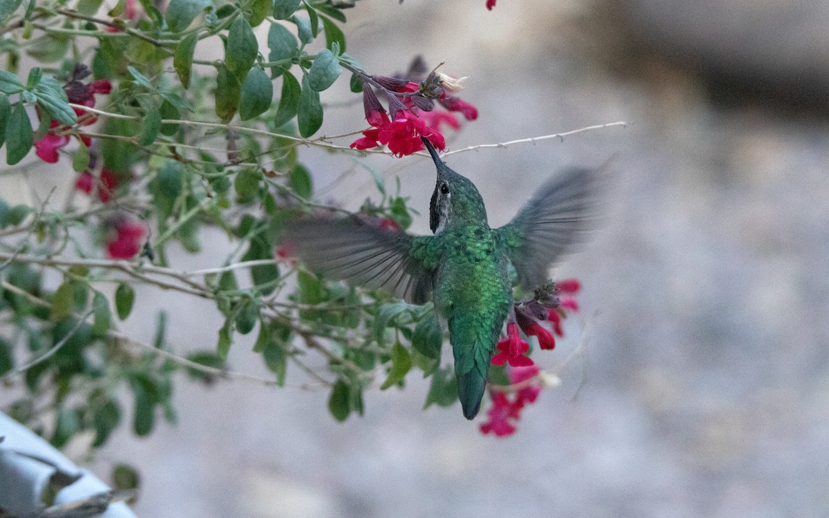 Broad-tailed Hummingbird - ML638380123