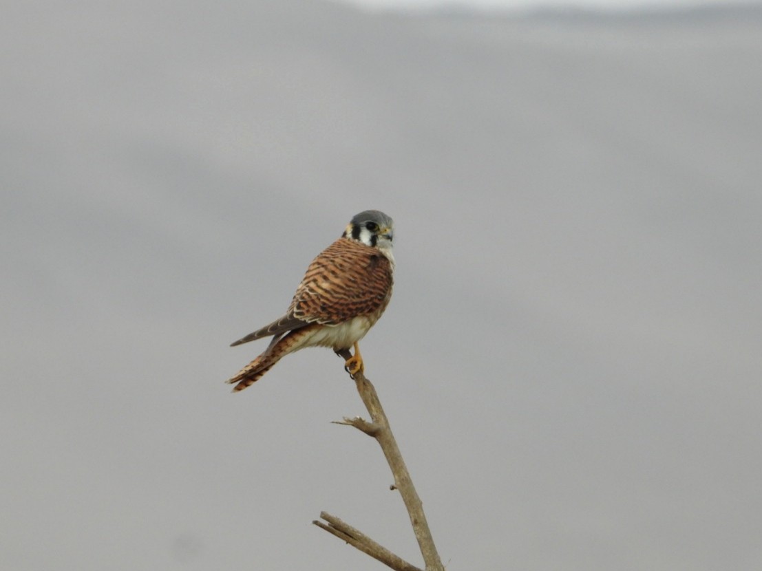 American Kestrel - ML638380127