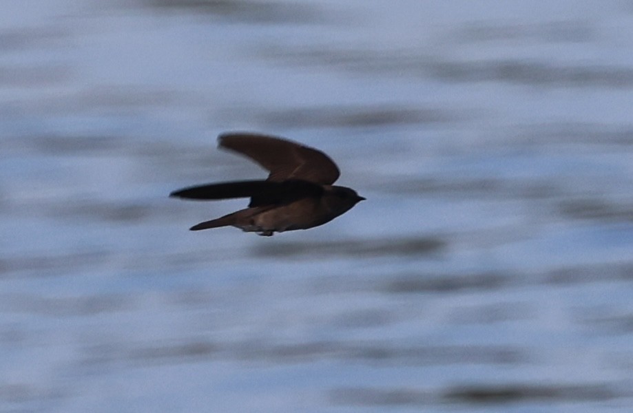 Northern Rough-winged Swallow - ML638380134