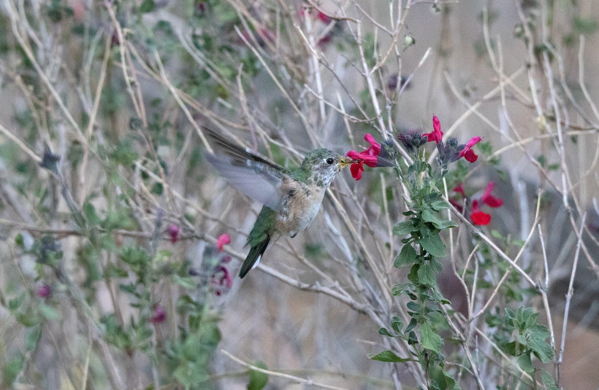Broad-tailed Hummingbird - ML638380152