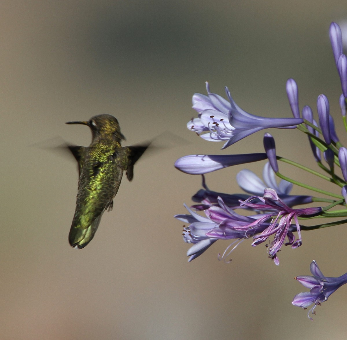 Anna's Hummingbird - ML638380156