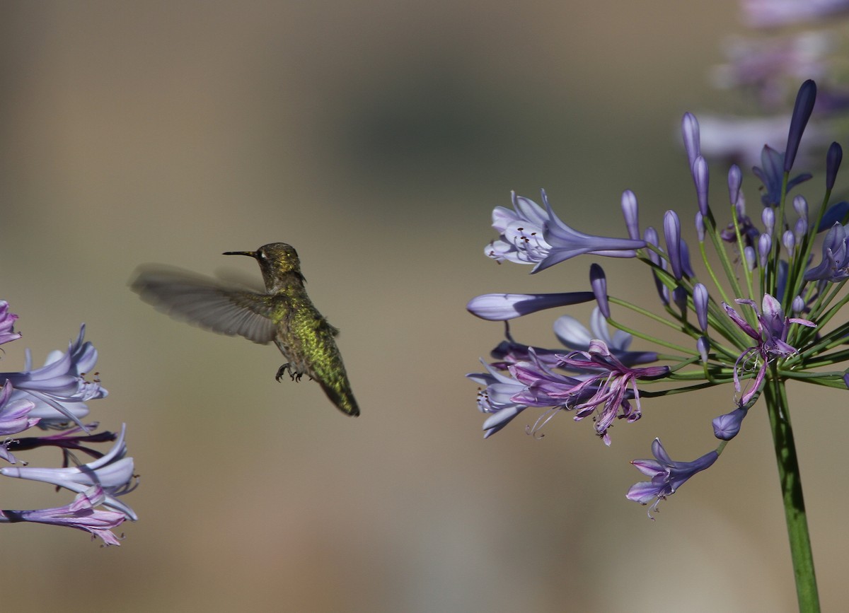 Anna's Hummingbird - ML638380157