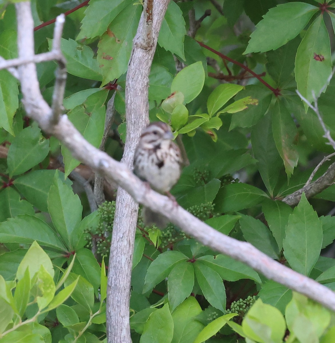 Song Sparrow - ML638380161