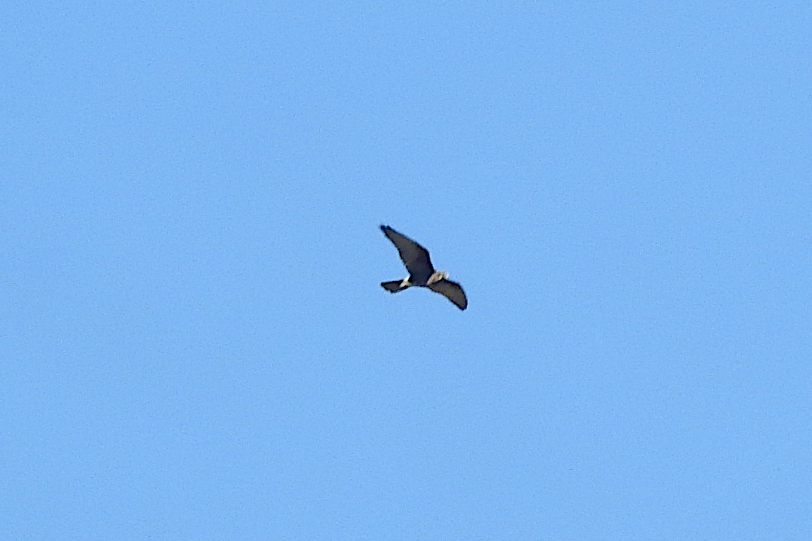 Brown Falcon - ML638380196