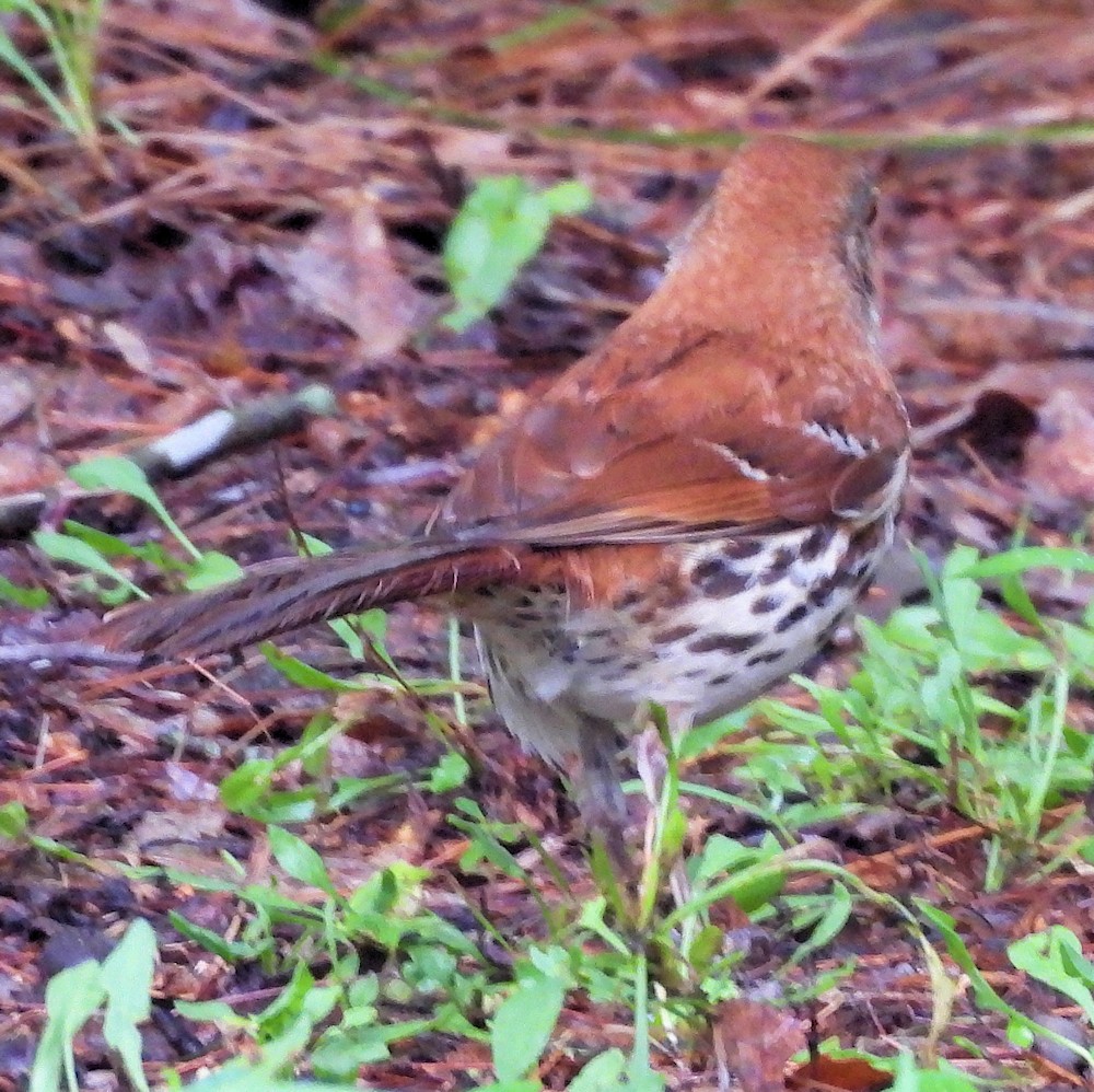 Brown Thrasher - ML638380201