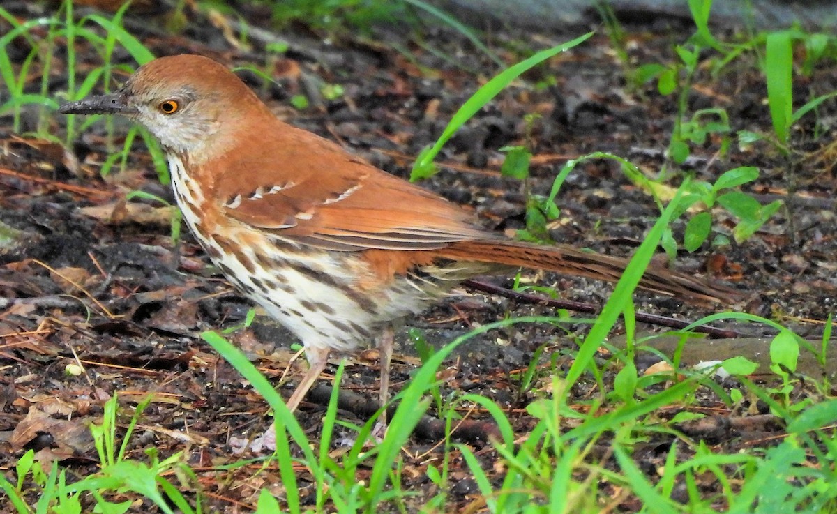Brown Thrasher - ML638380202