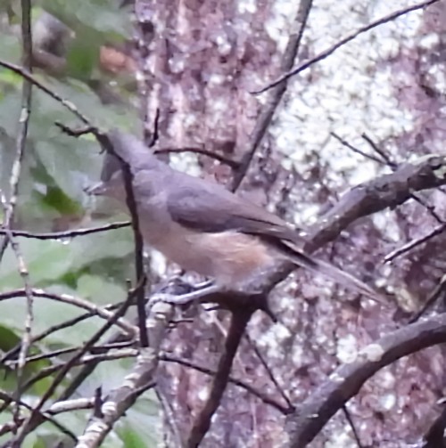 Tufted Titmouse - ML638380208
