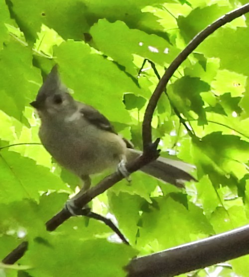 Tufted Titmouse - ML638380209