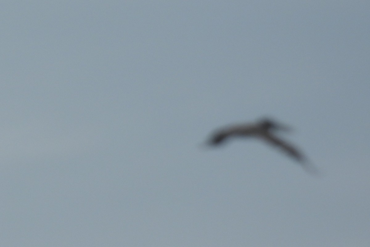 Brown Pelican - ML638380233
