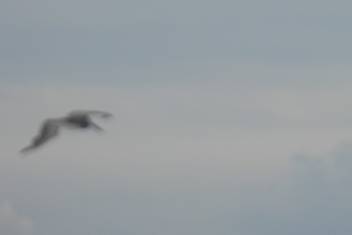 Brown Pelican - ML638380234
